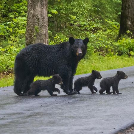 Serenity Heights, Amazing Views, Hot Tub Pool Access, 1089 Free Tickets Each Paid Day, Dollywood Gatlinburg Buitenkant foto
